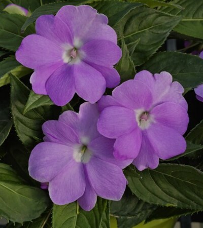 New Guinea Impatiens SunPatiens® Compact Orchid
